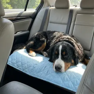 Happy Aerofold pet 5