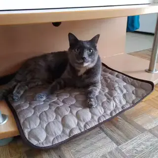 Happy Aerofold pet 7