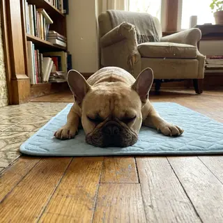 Happy Aerofold pet 2