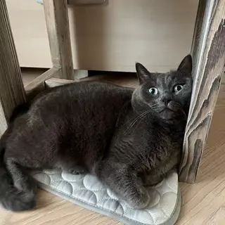 Happy Aerofold pet 8
