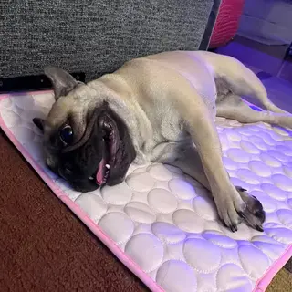 Happy Aerofold pet 3